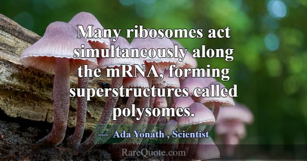 Many ribosomes act simultaneously along the mRNA, ... -Ada Yonath