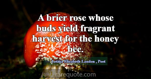 A brier rose whose buds yield fragrant harvest for... -Letitia Elizabeth Landon